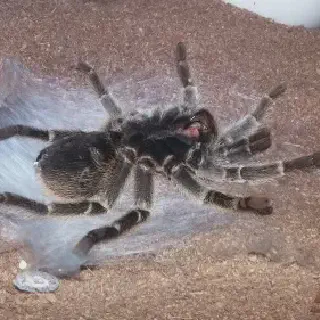 /img/21206-tarantula-safe-space.webp