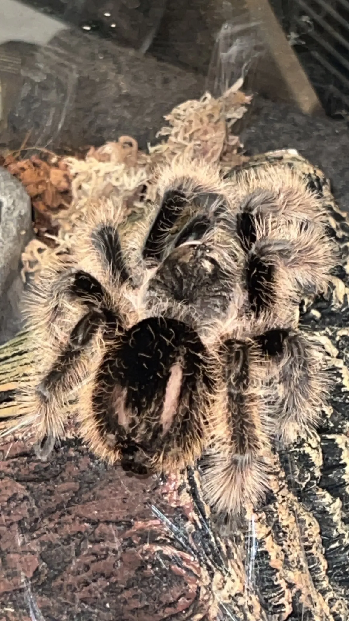 21208 tarantula premolt abdomen image1