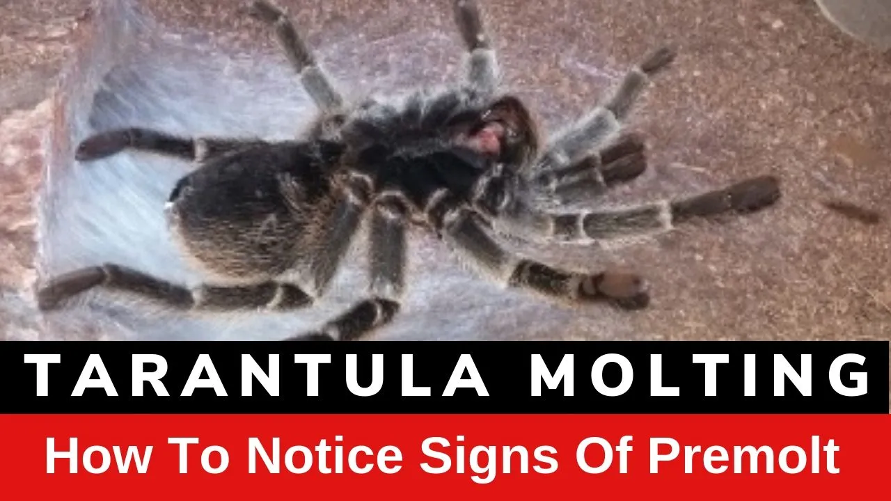 21208 tarantula premolt abdomen image2