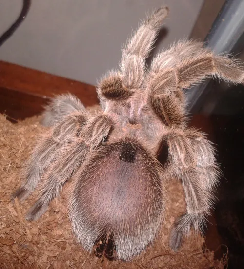21208 tarantula premolt abdomen image3