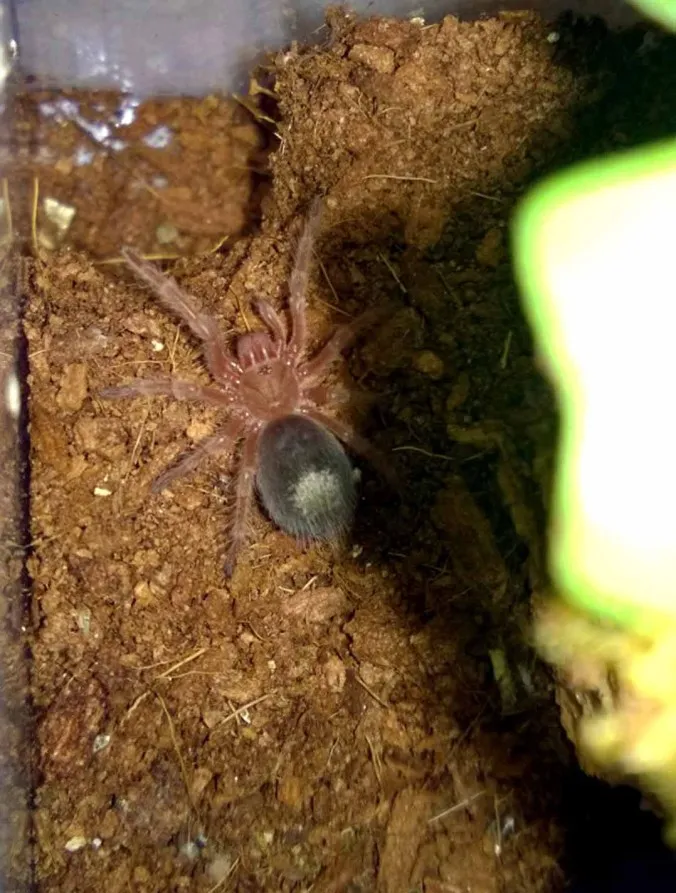 21208 tarantula premolt abdomen image4
