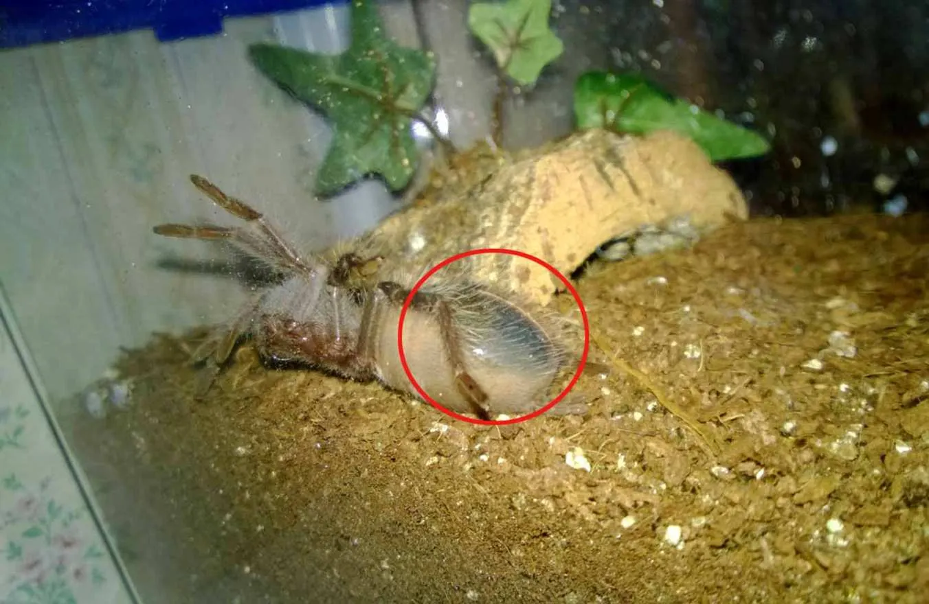 21208 tarantula premolt abdomen image5