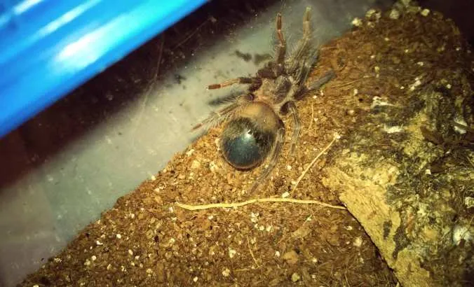 21208 tarantula premolt abdomen image6