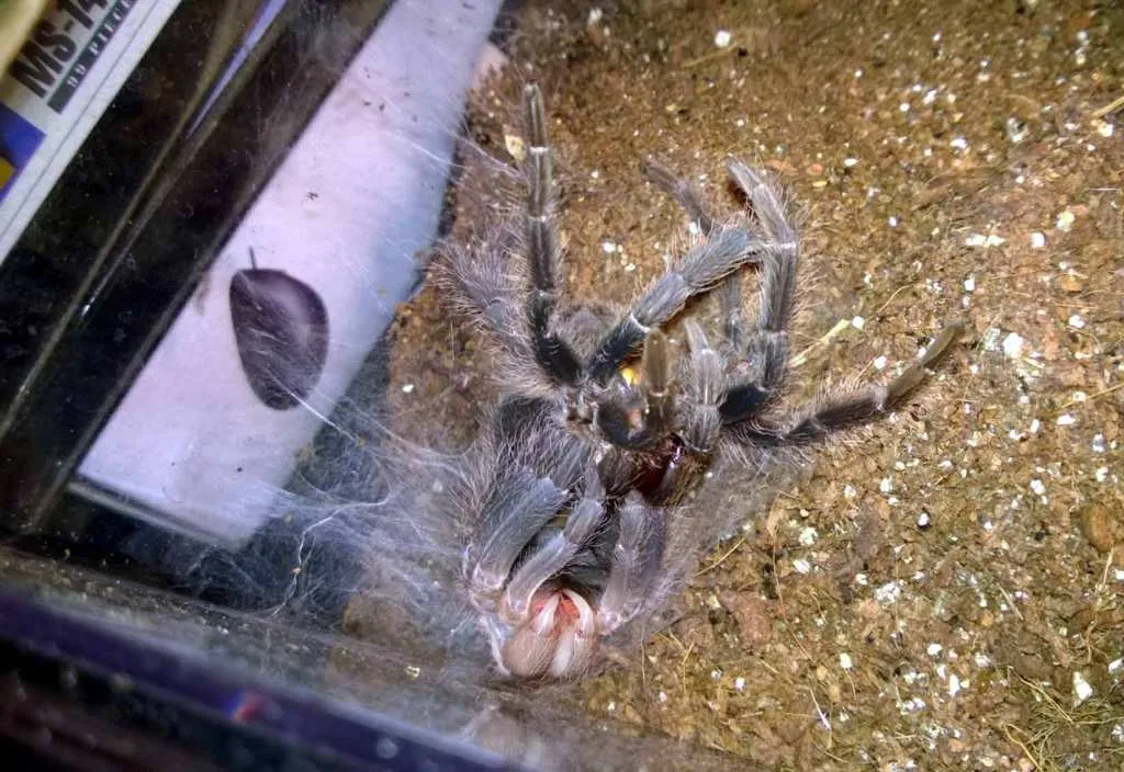 /img/21208-tarantula-premolt-abdomen-image7.webp