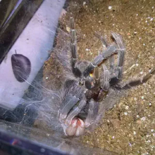/img/21208-tarantula-premolt-abdomen-image7.webp