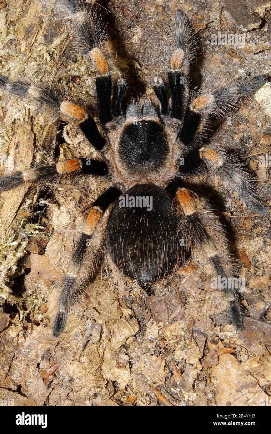 21213 annitha tarantula enclosure