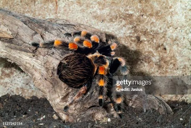 21213 annitha tarantula feeding