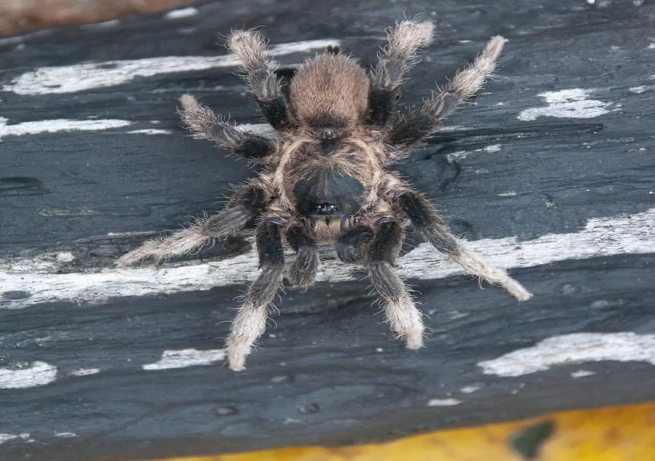 /img/21213-annitha-tarantula-habitat.webp