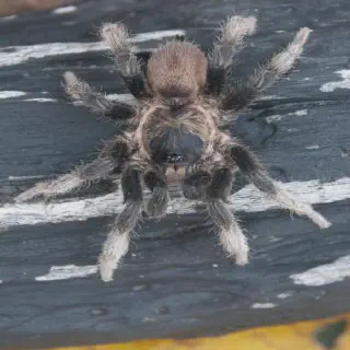 /img/21213-annitha-tarantula-habitat.webp