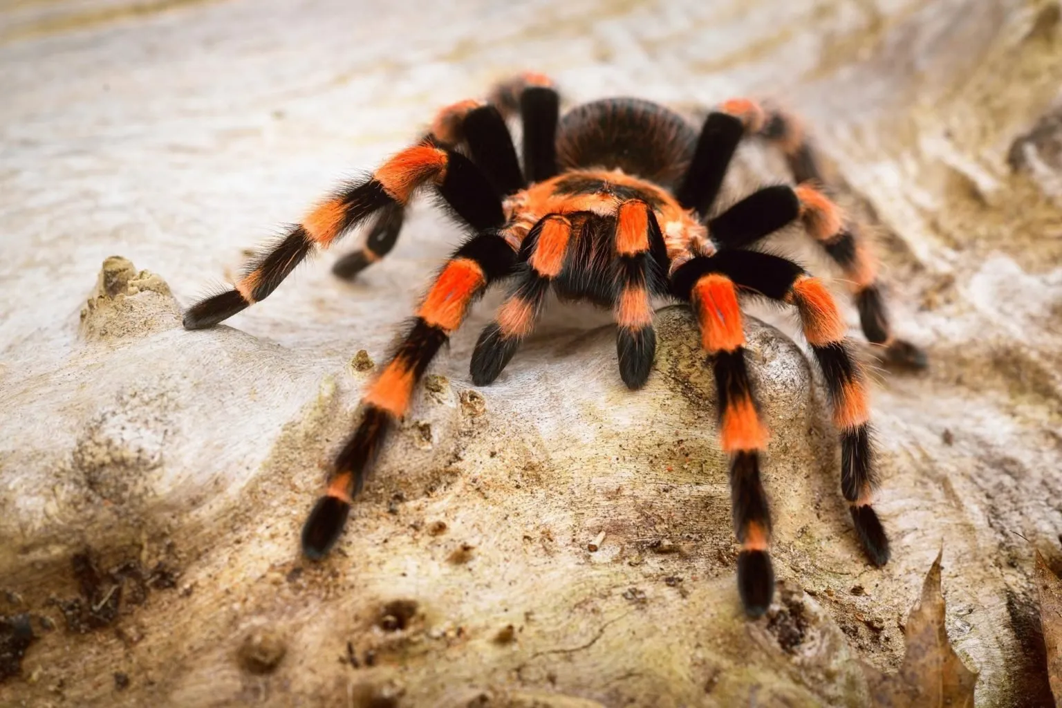 21213 annitha tarantula handling