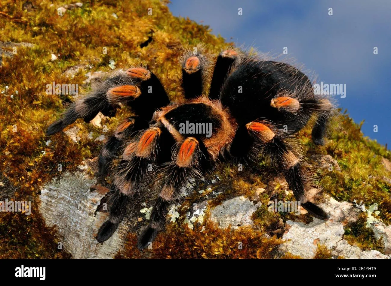21213 annitha tarantula overview
