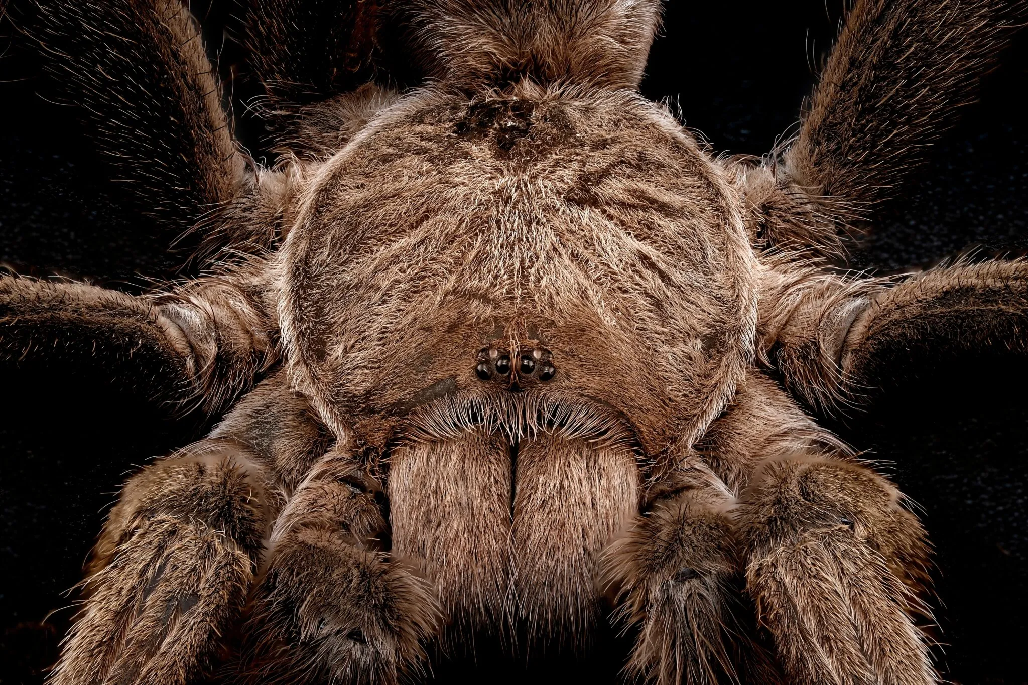 21213 annitha tarantula shedding