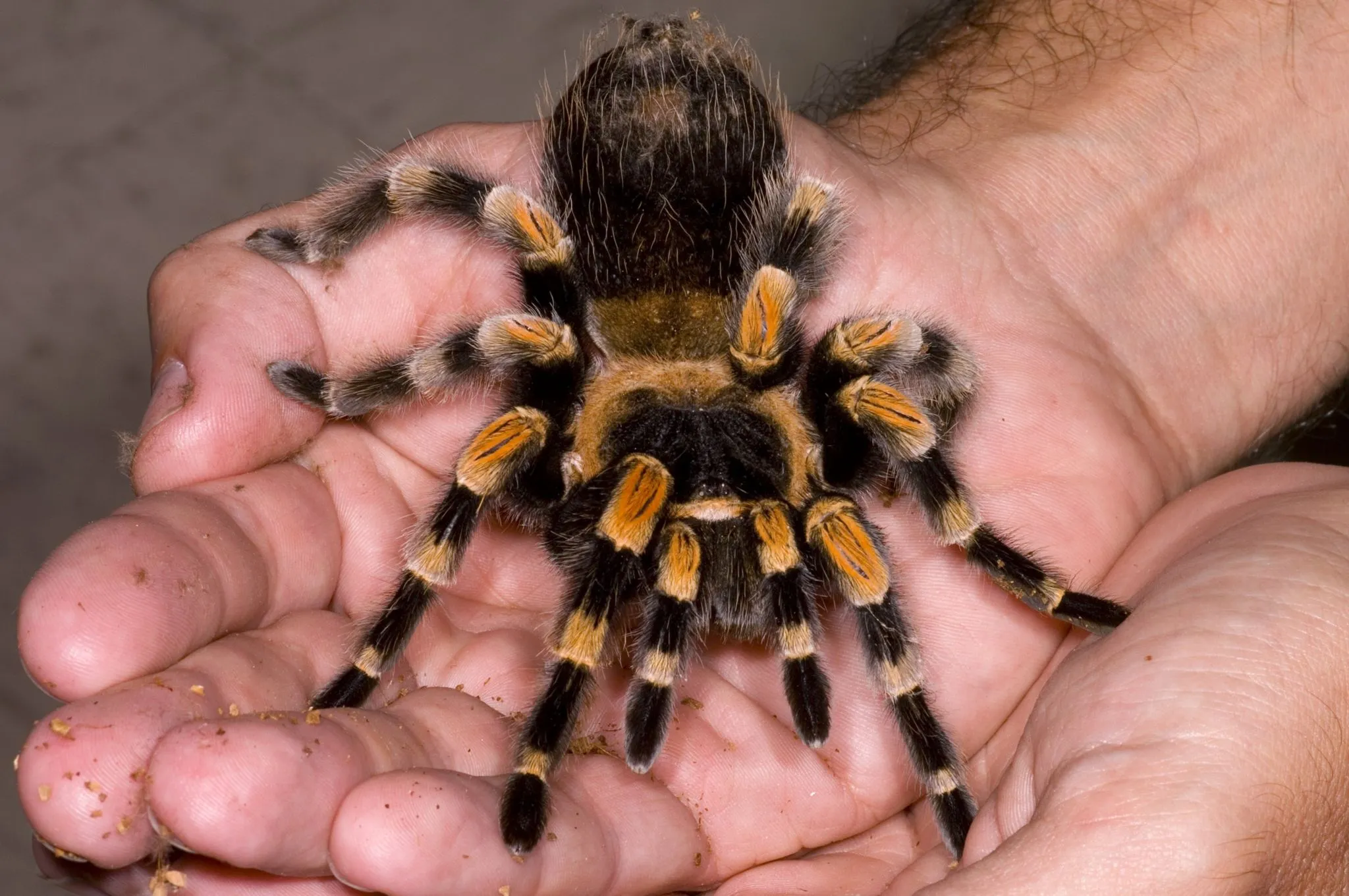 21213 annitha tarantula water dish