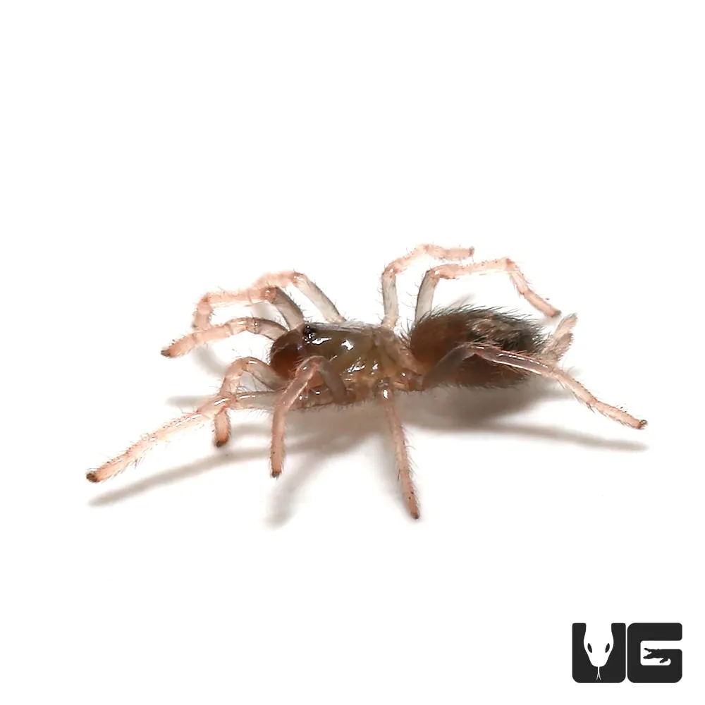 21214 brazilian dwarf tarantula color
