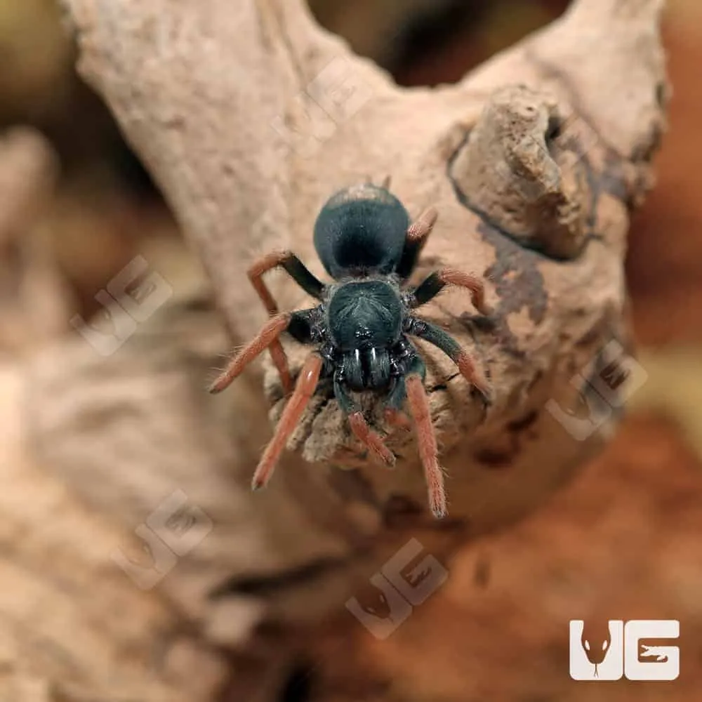 21214 brazilian dwarf tarantula enclosure
