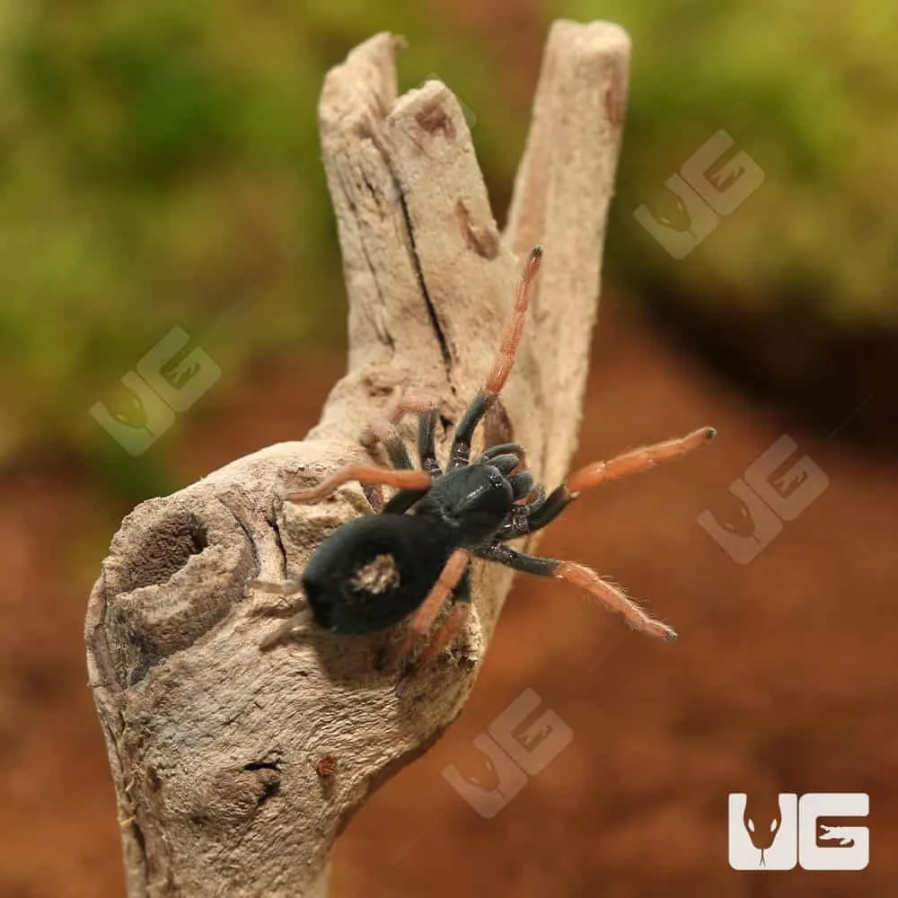 21214 brazilian dwarf tarantula feeding