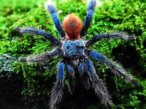 21214 brazilian dwarf tarantula habitat