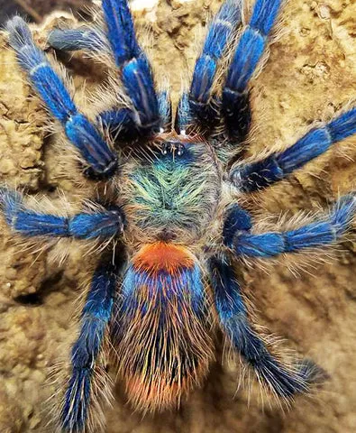21214 brazilian dwarf tarantula handling