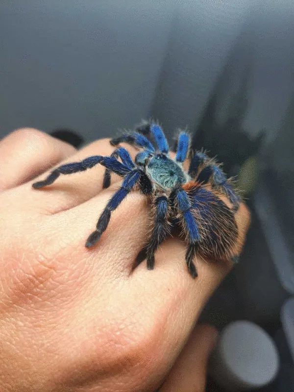 /img/21214-brazilian-dwarf-tarantula-substrate.webp