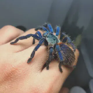 /img/21214-brazilian-dwarf-tarantula-substrate.webp