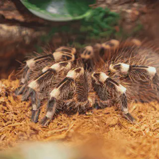 /img/21215-tarantula-health.webp