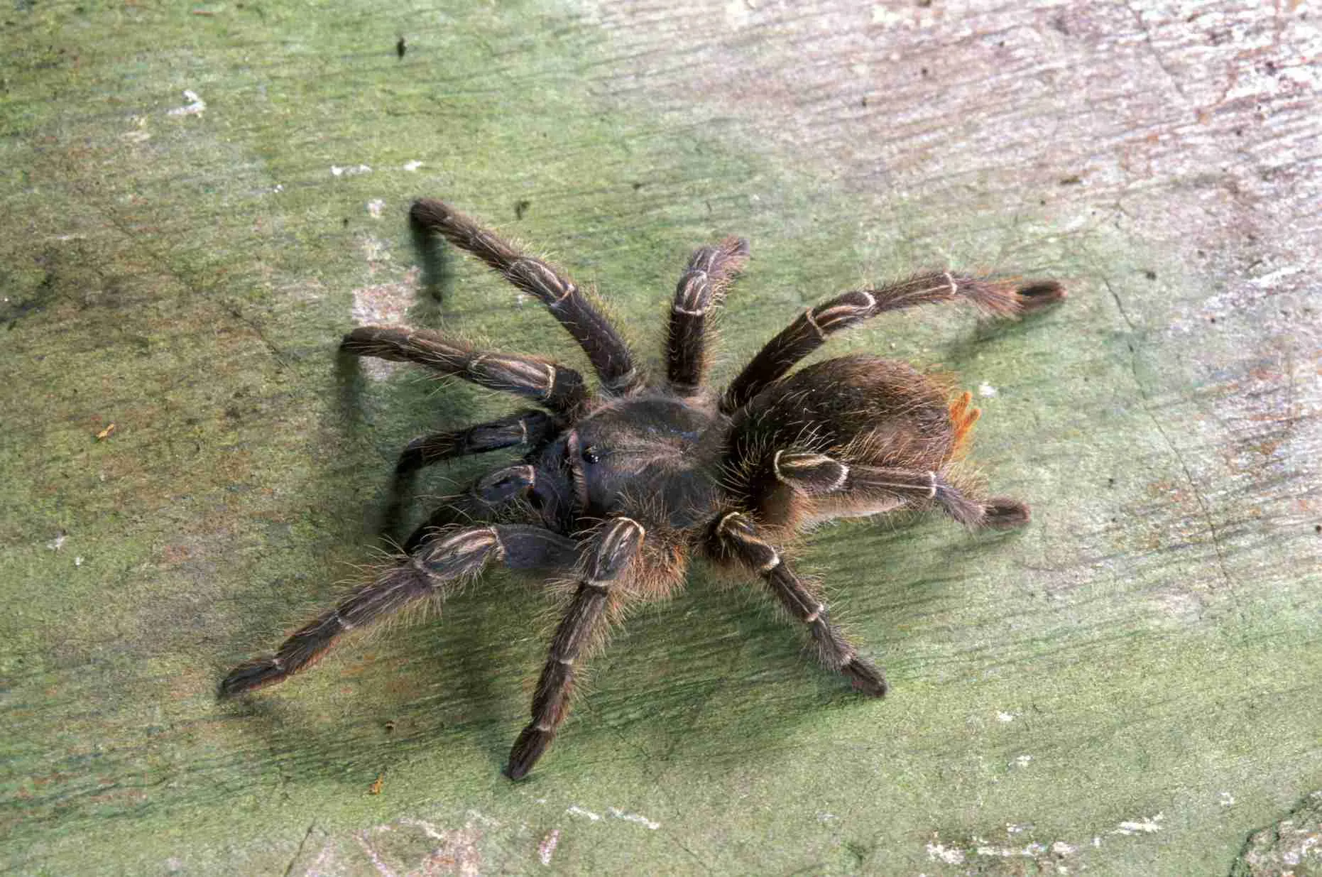 21215 tarantula lifespan