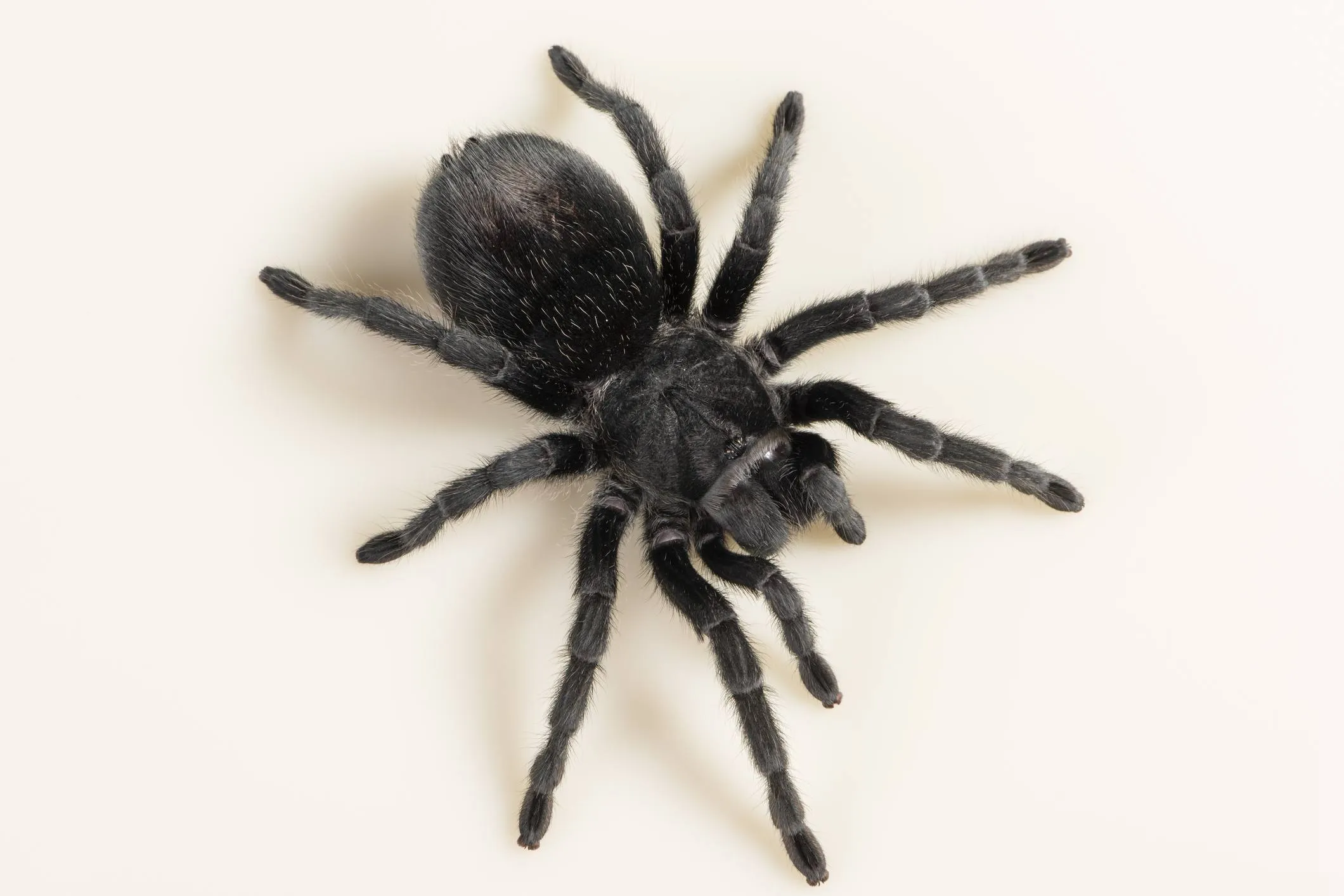 21215 tarantula size