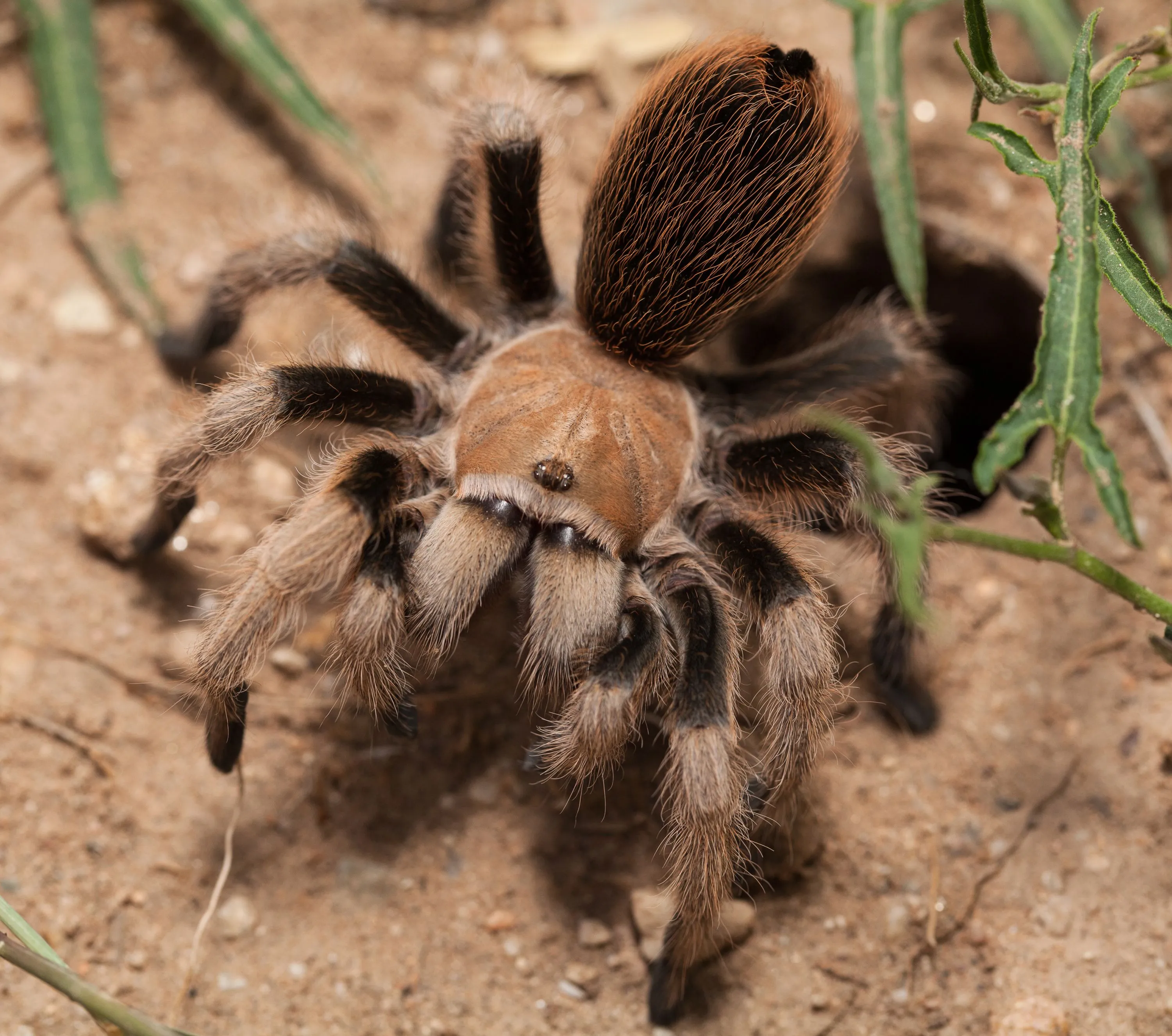 21215 tarantula unique features