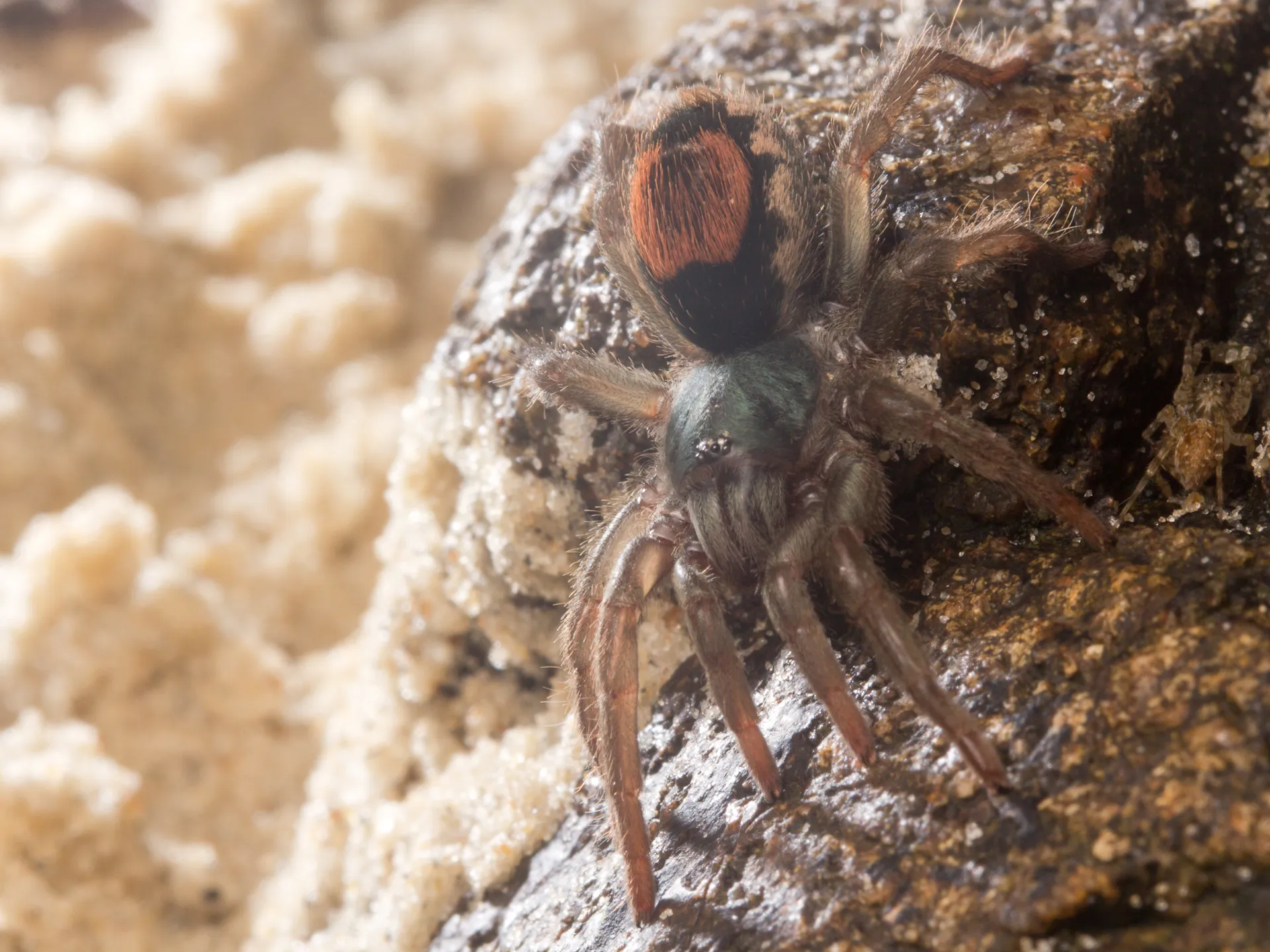 21216 tarantula spider rat identification