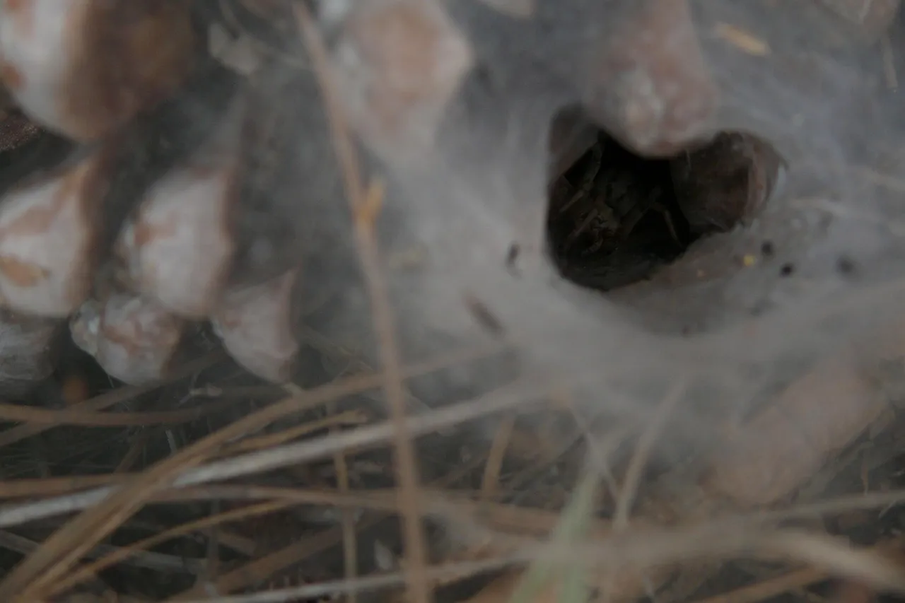 21216 tarantula spider rat prevention