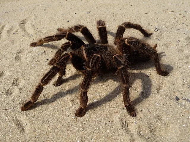 /img/21216-tarantula-spider-rat-signs.webp
