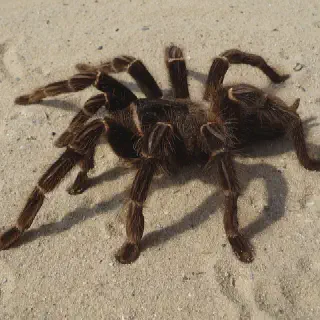 /img/21216-tarantula-spider-rat-signs.webp