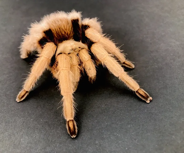 21217 arizona blonde tarantula age