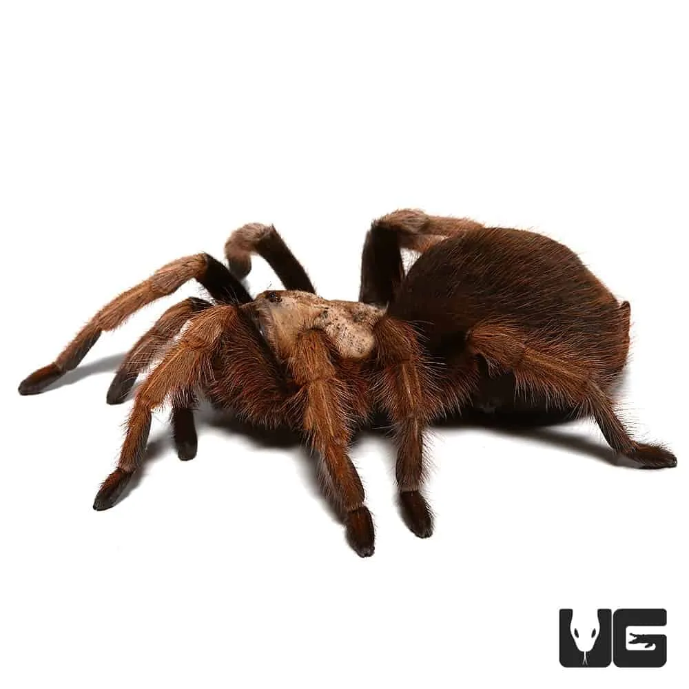/img/21217-arizona-blonde-tarantula-environment.webp