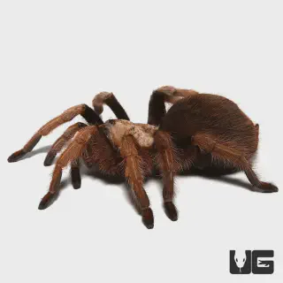 /img/21217-arizona-blonde-tarantula-environment.webp