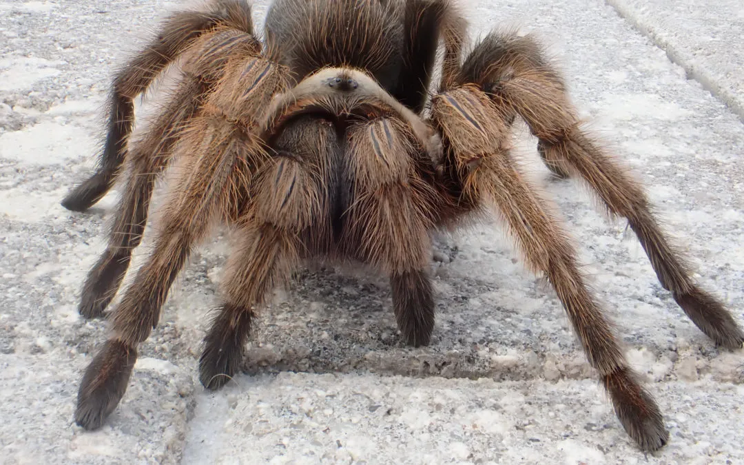 21217 arizona blonde tarantula feeding schedule