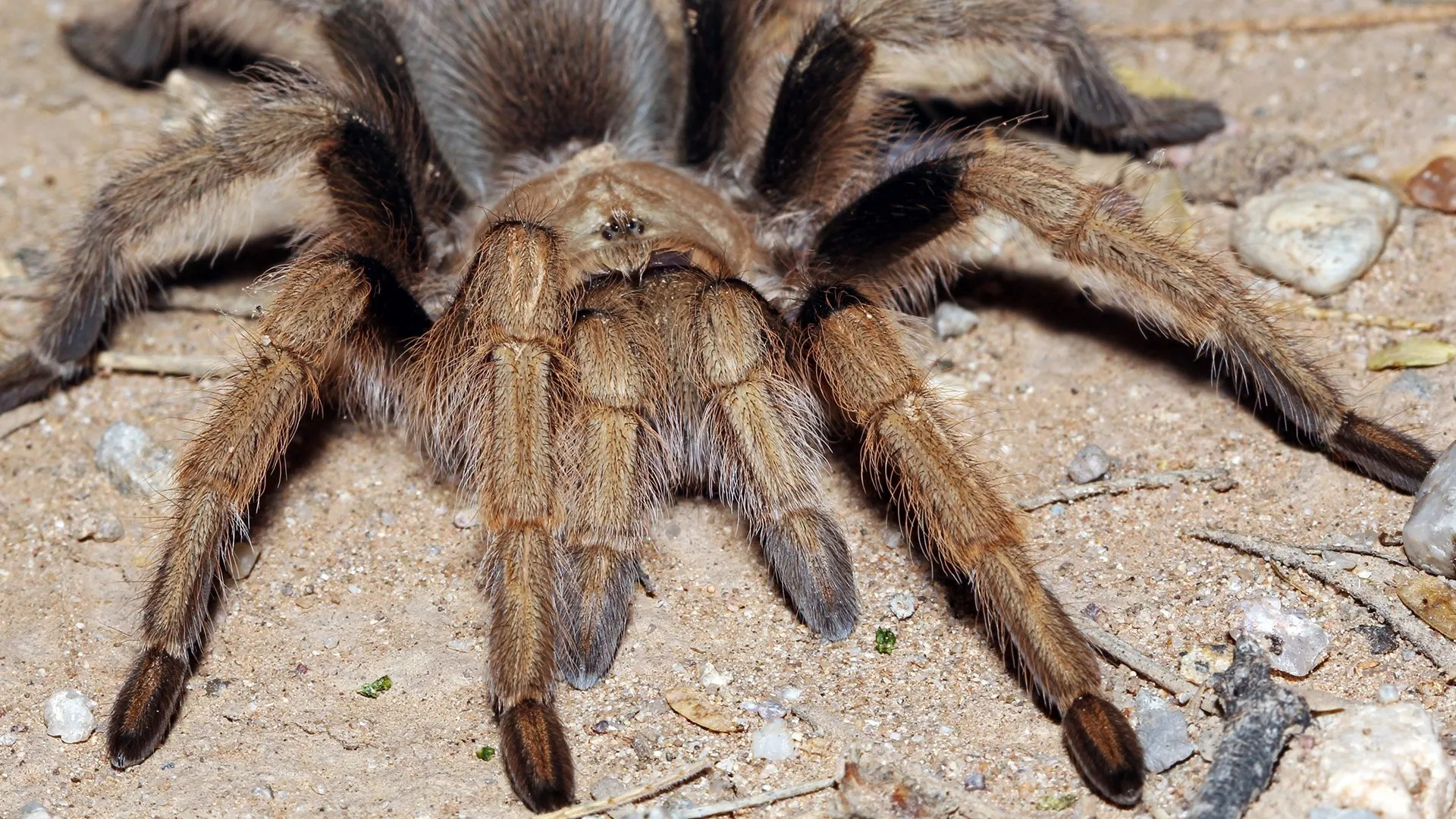 21217 arizona blonde tarantula feeding