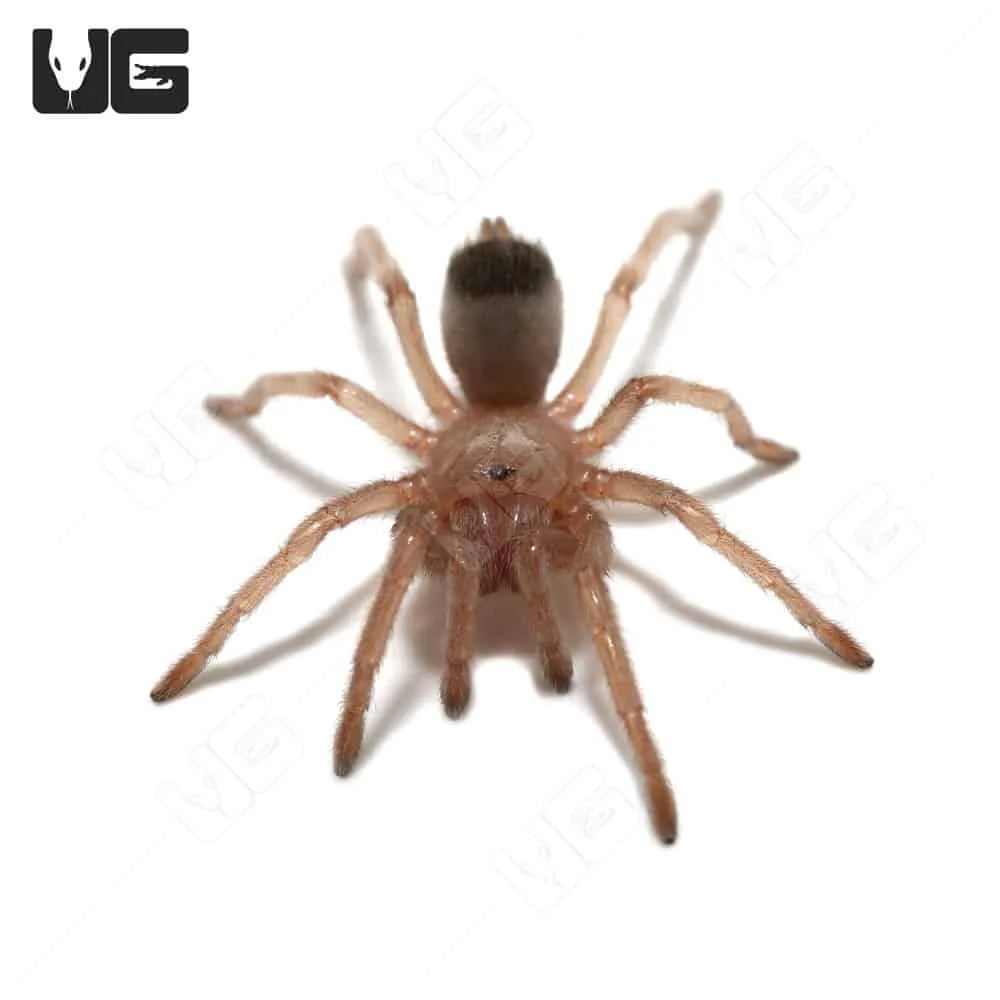 21217 arizona blonde tarantula health