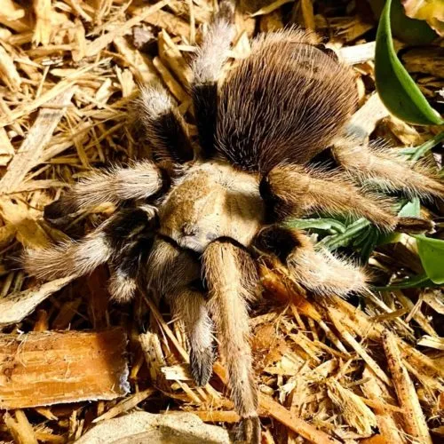 21217 arizona blonde tarantula prey