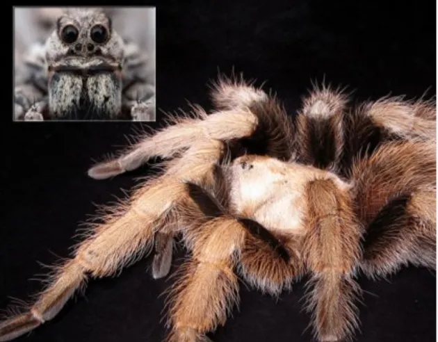 21217 arizona blonde tarantula water
