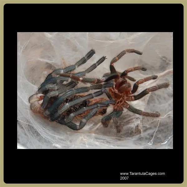 21218 tarantula sling after molt