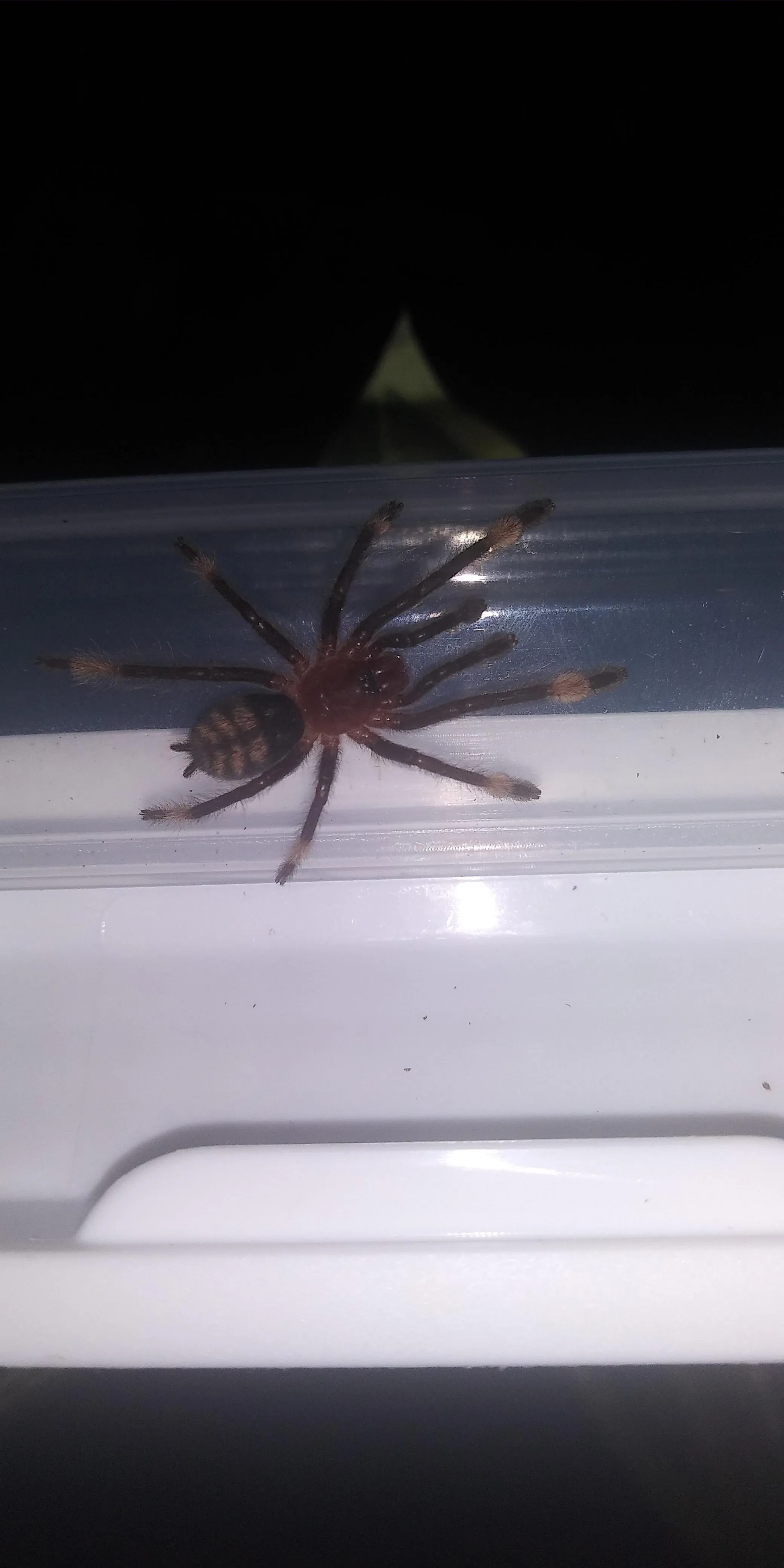 21218 tarantula sling species