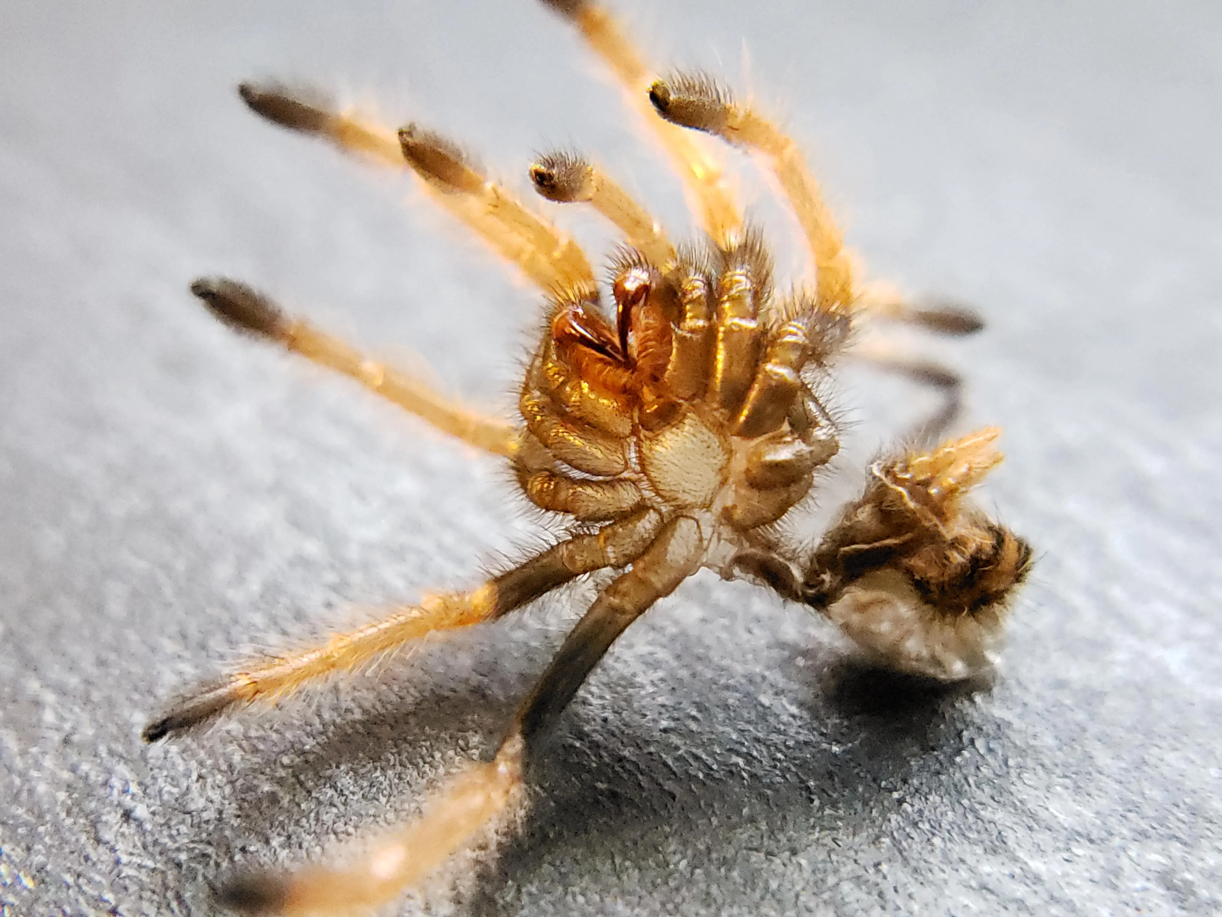 21218 tarantula sling temperature