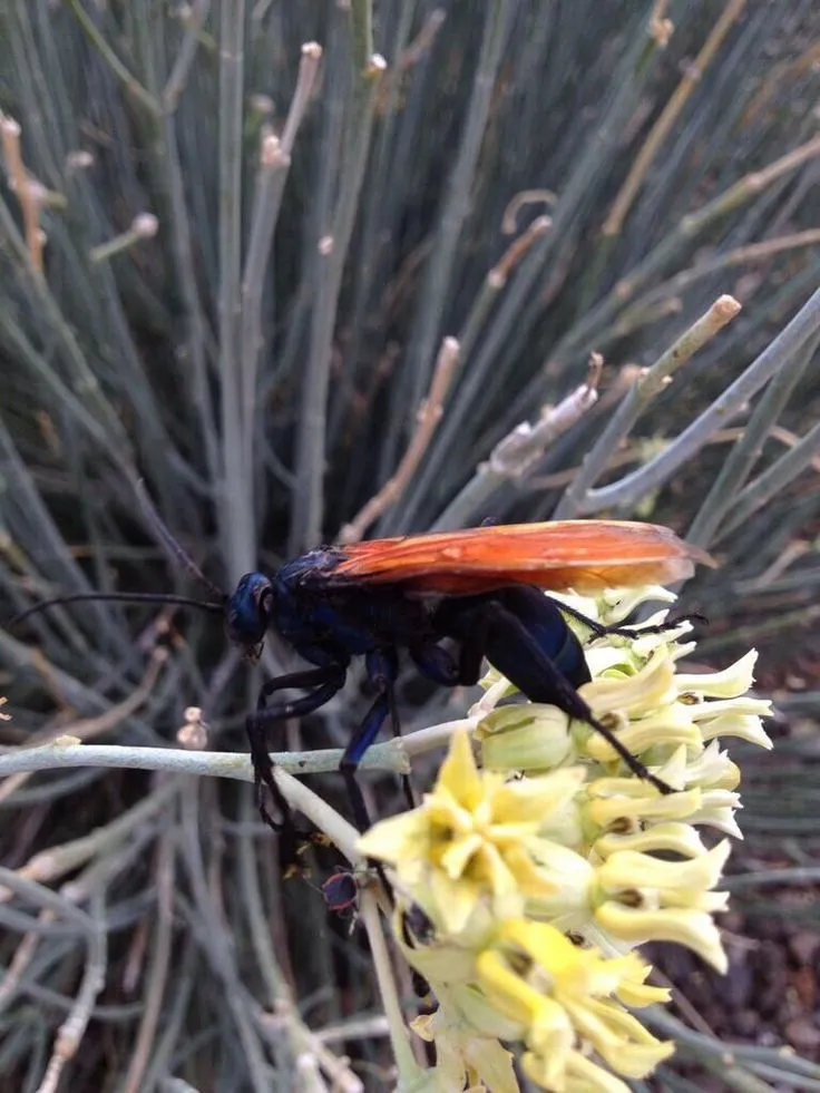 /img/21219-tarantula-hawk-habitat.webp