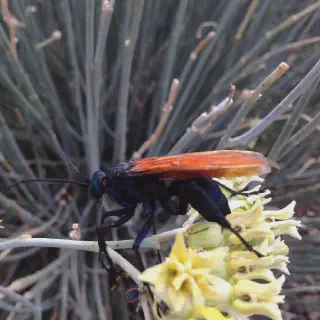 /img/21219-tarantula-hawk-habitat.webp