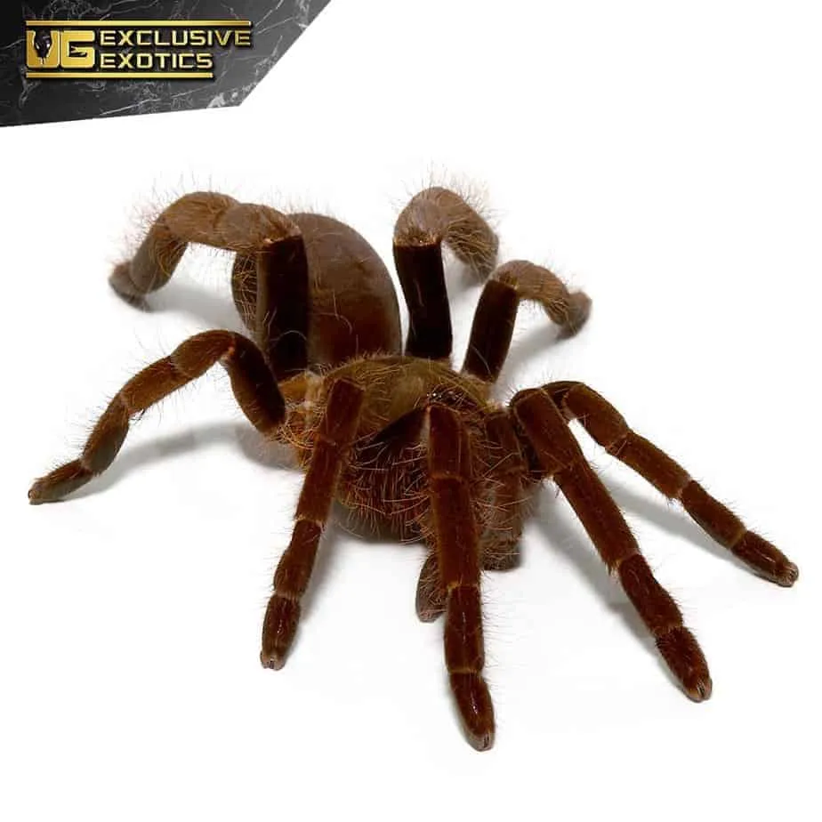 /img/21220-king-tarantula-pre-rolls-cameroon-7.webp