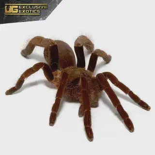 /img/21220-king-tarantula-pre-rolls-cameroon-7.webp