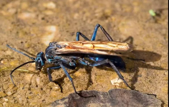 21221 zebra tarantula prey
