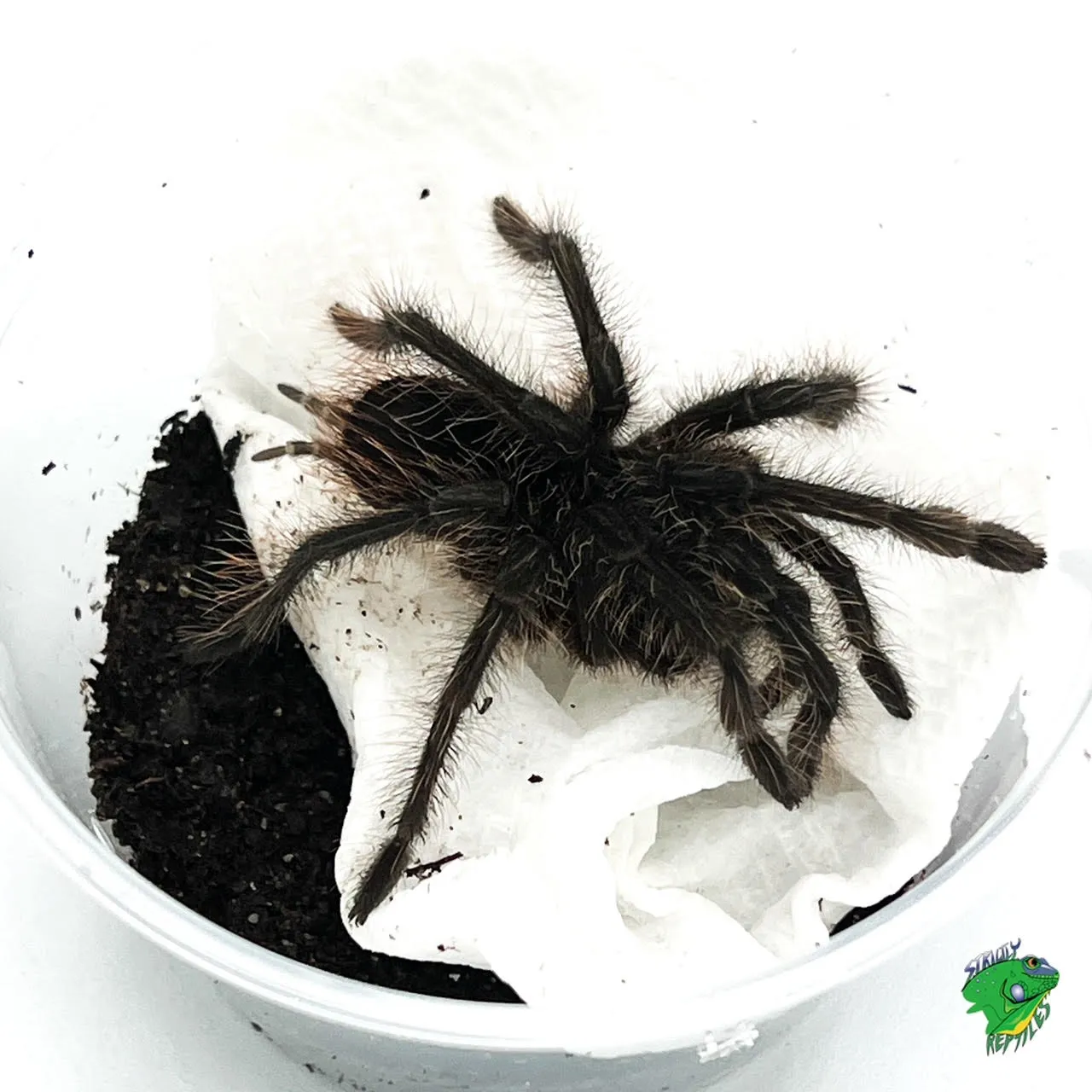 21221 zebra tarantula species