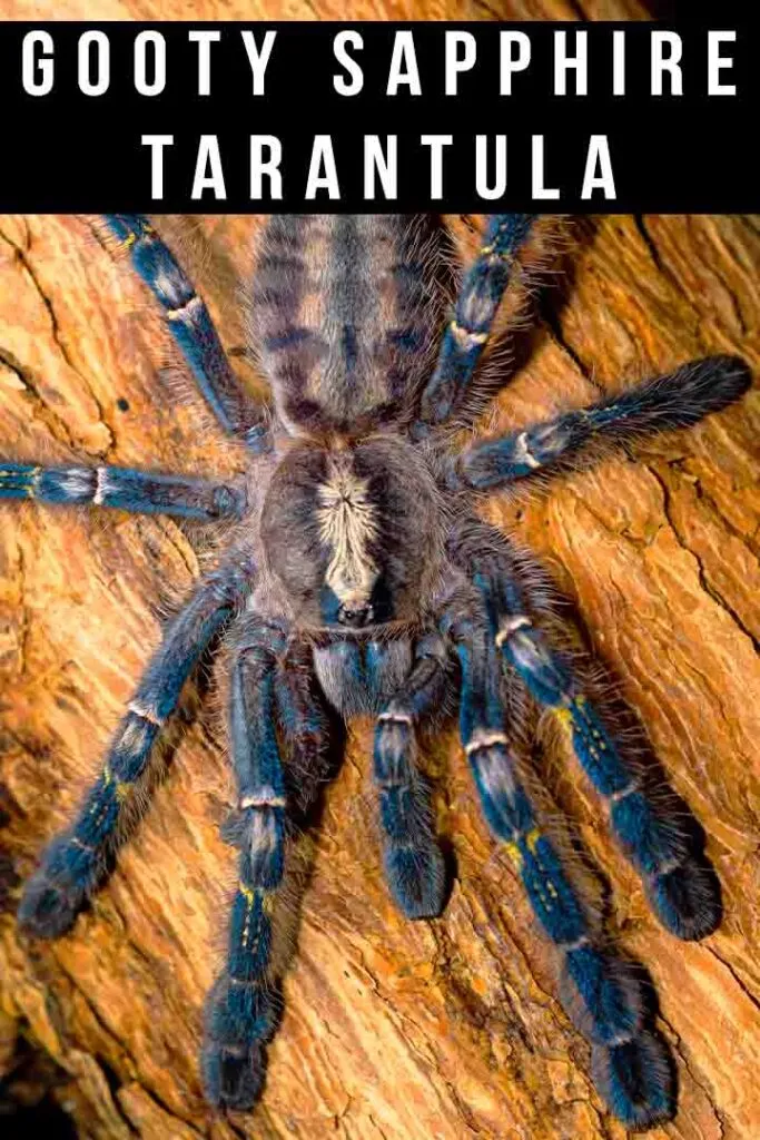 21222 gooty sapphire tarantula handling 1